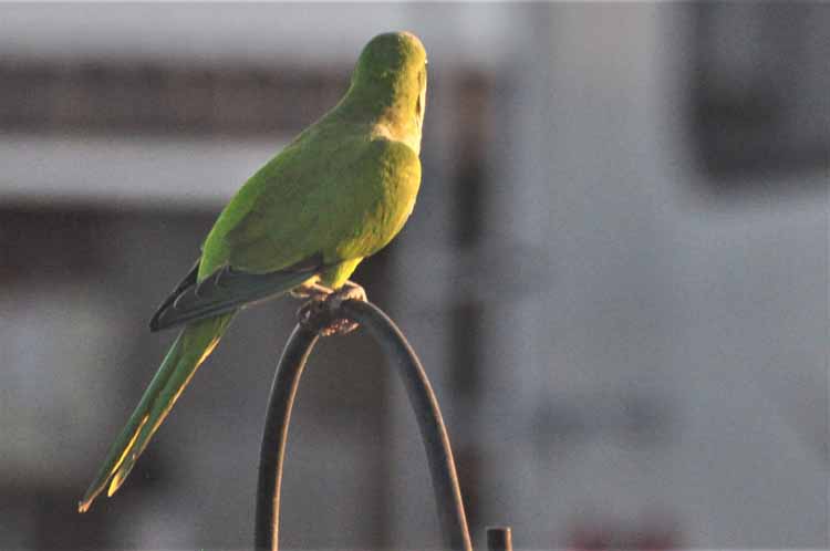 green parrot